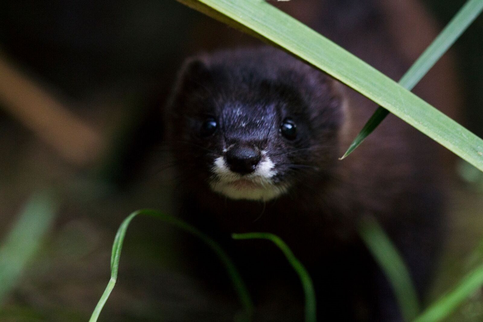 El visón europeo es probablemente la especie de mamífero en mayor riesgo de la península / Foto: WWF