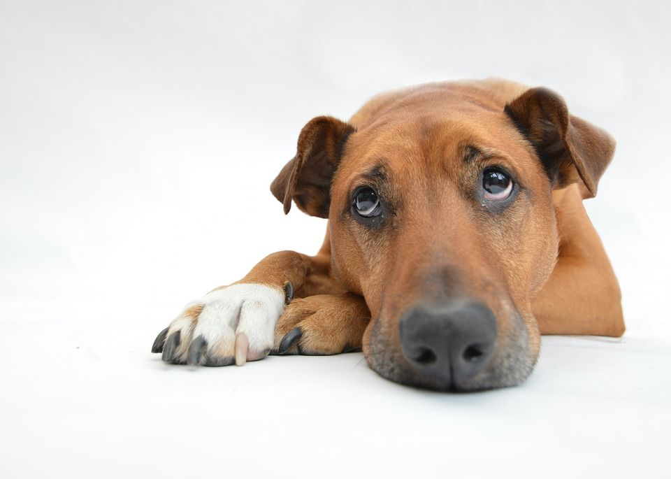 Los perros son animales sociales que sufren psicológicamente pasando todo el día en soledad como mascotas / Foto: Sianbuckler