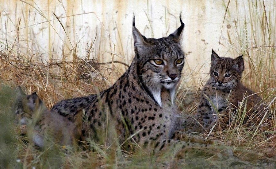 Una hembra de lince ibérico con dos crías en uno de los centros de reproducción de la especie / Foto: Junta de Andalucía