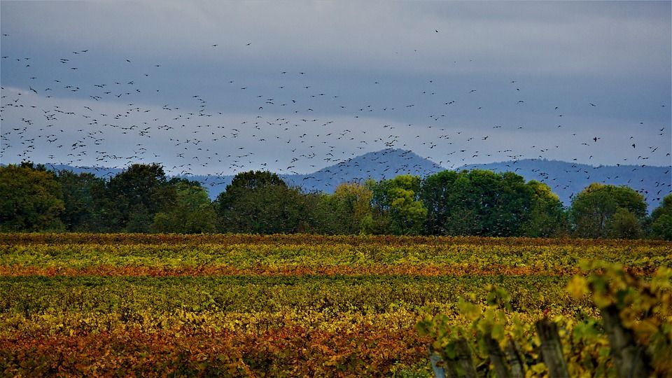 El cambio climático amenaza la biodiversidad de los ecosistemas acuáticos de Canadá / Foto: Pixabay