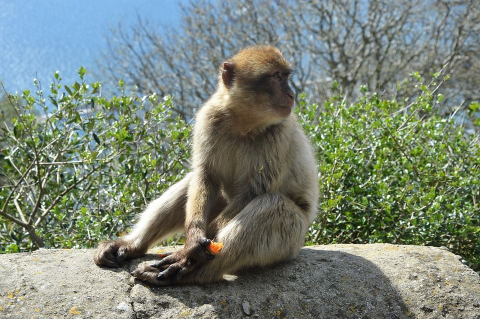 Ejemplar de Macaco de la Berbería en Gibraltar / Foto: Pixabay