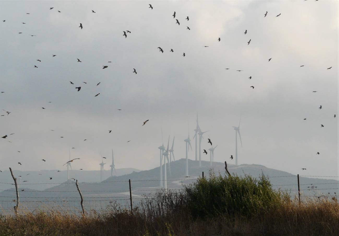 Aves migratorias en el Estrecho / Foto: SINC