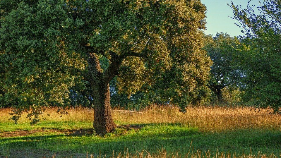 Dehesas de arboles que cubren el territorio peninsular / Foto: Pixabay