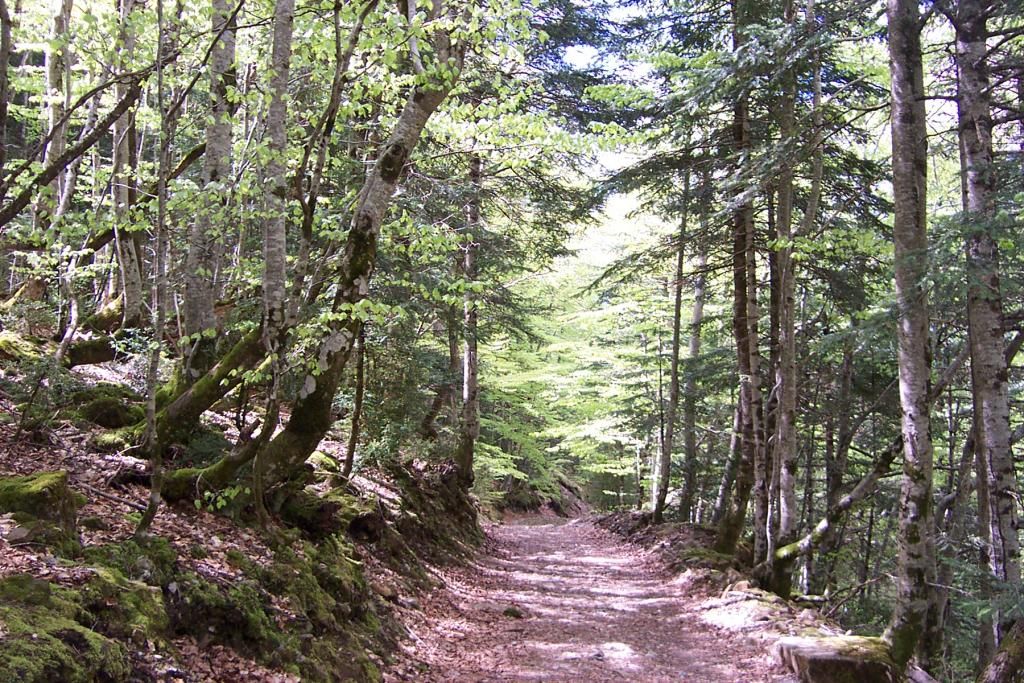 Sendero que accede a un bosque pirenaico (Ordesa) /Foto: Wikipedia
