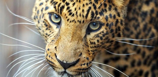 Rostro de un ejemplar de 'Pantera pardus orientalis' / Foto: Fondo Mundial de la Naturaleza