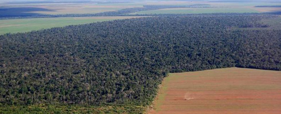 Vista aérea de la deforestación de la selva amazónica en Brasil / Foto: M.H