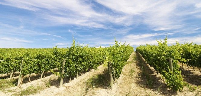 Viñedos en la comunidad autónoma de La Rioja / Foto: Pedro Sala