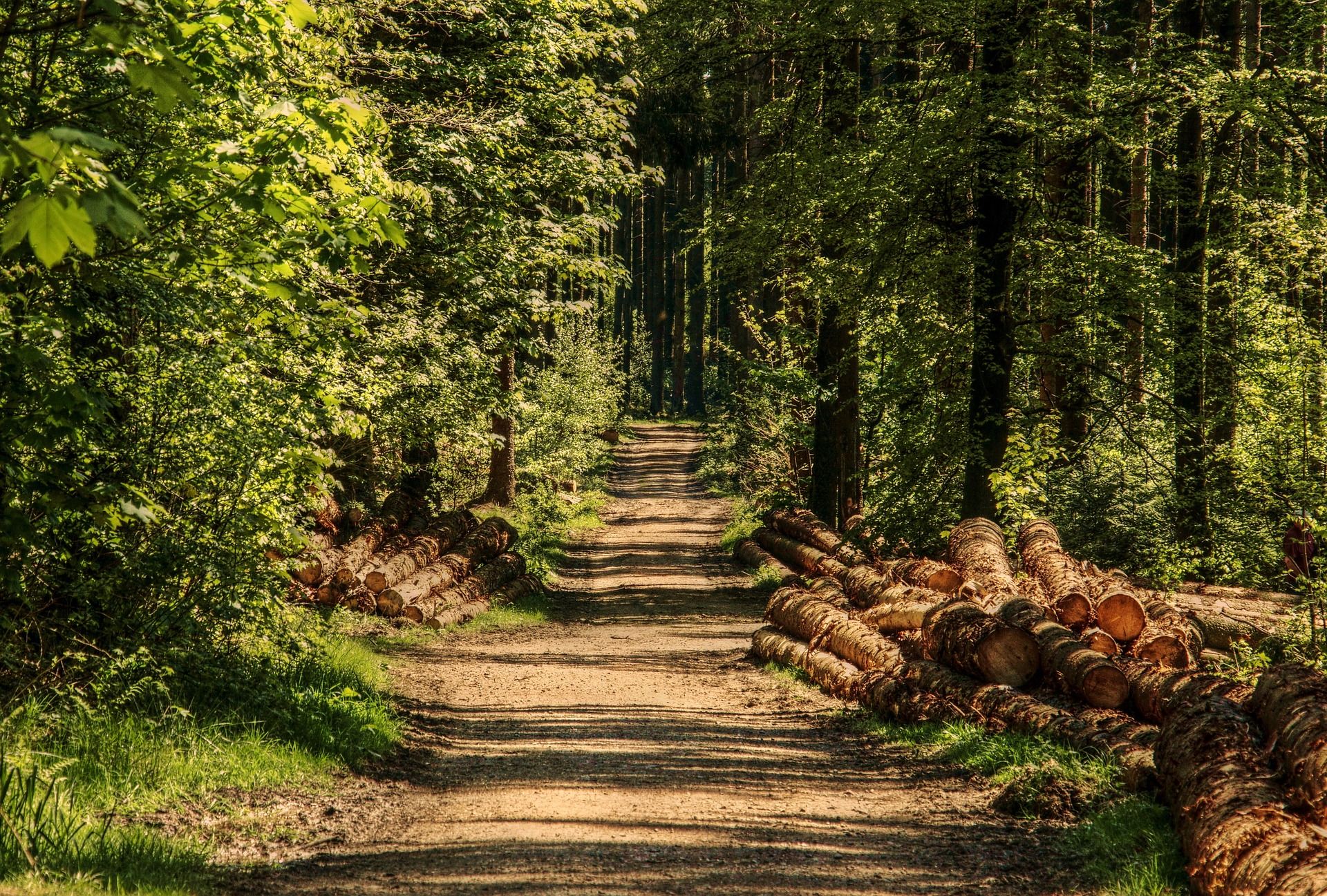 Madera de árboles amontonados después de su tala en el bosque / Foto: Pixabay