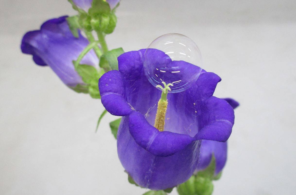 Pompas de jabón para polinizar las flores / Foto: SINC