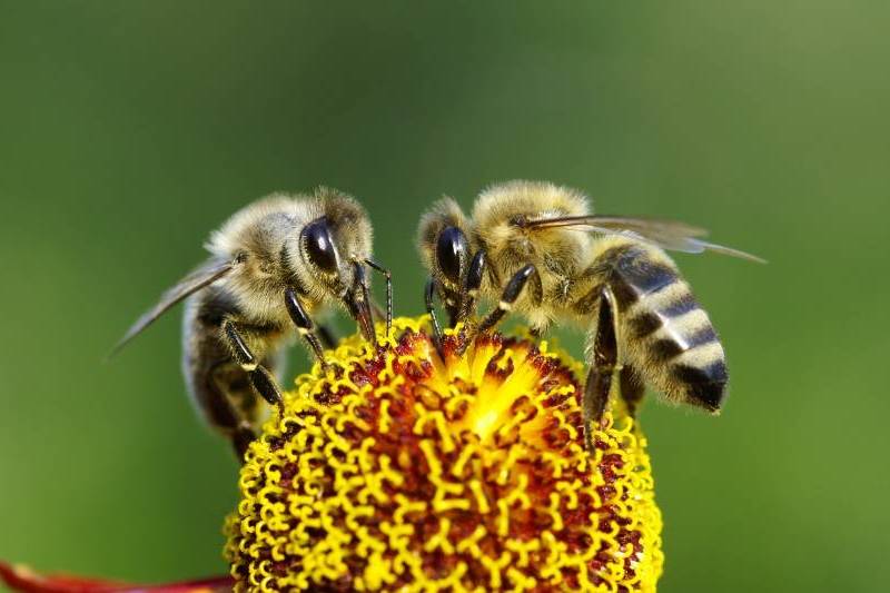 Las abejas son las principales polinizadoras de muchos cultivos / Foto: W. Schmitz