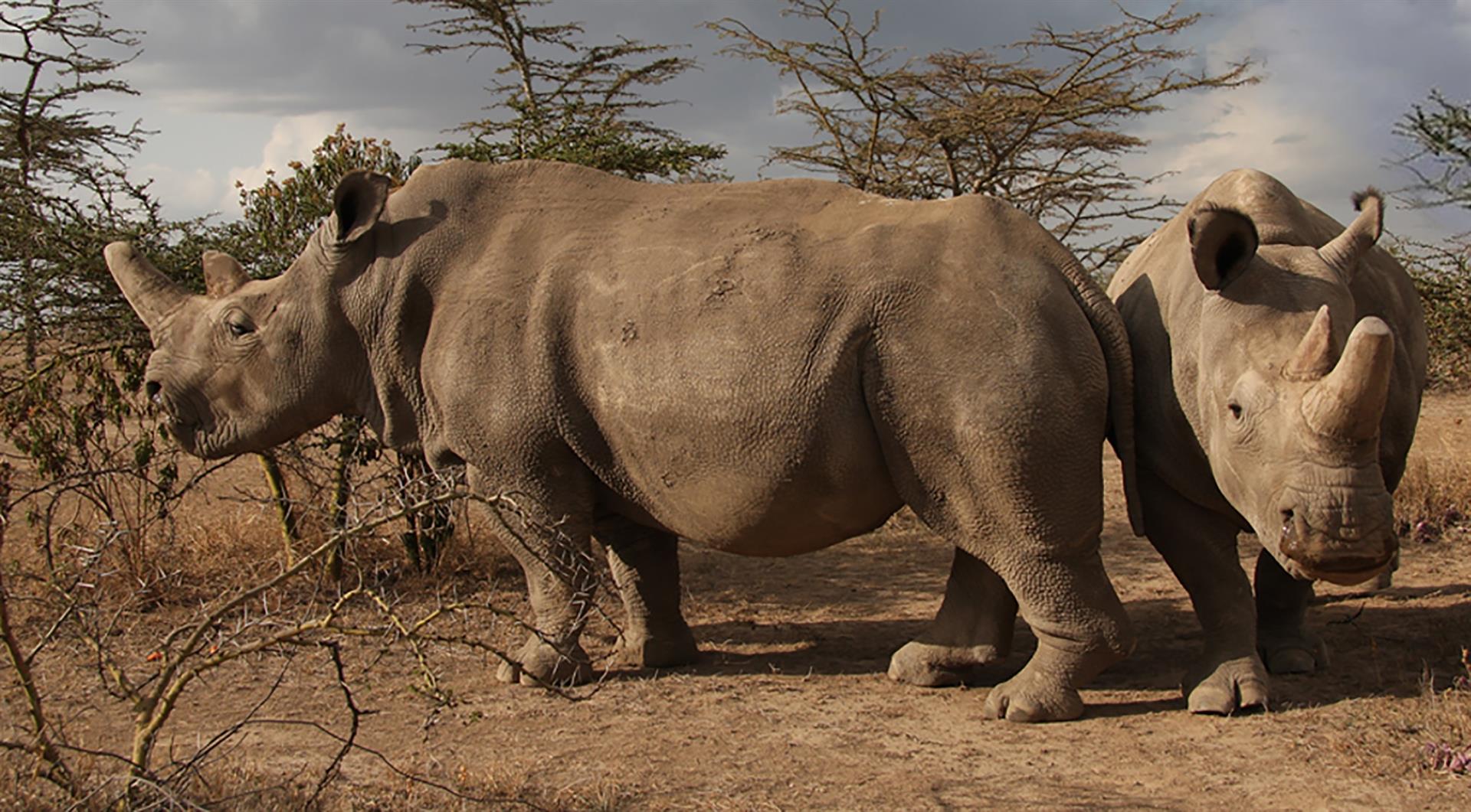 Ejemplares de rinocerontes africanos / Foto: EP