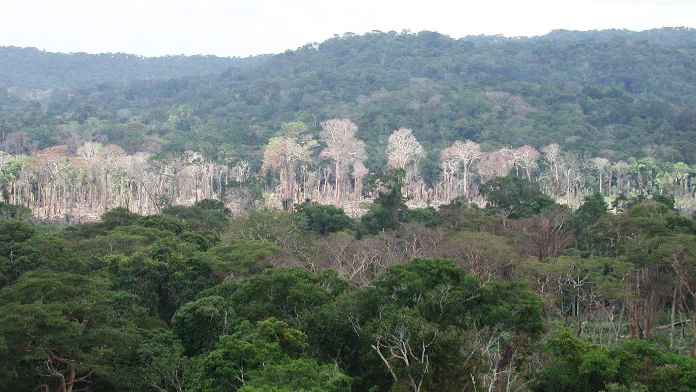 Extensión deforestada en la Amazonía / Foto: EP