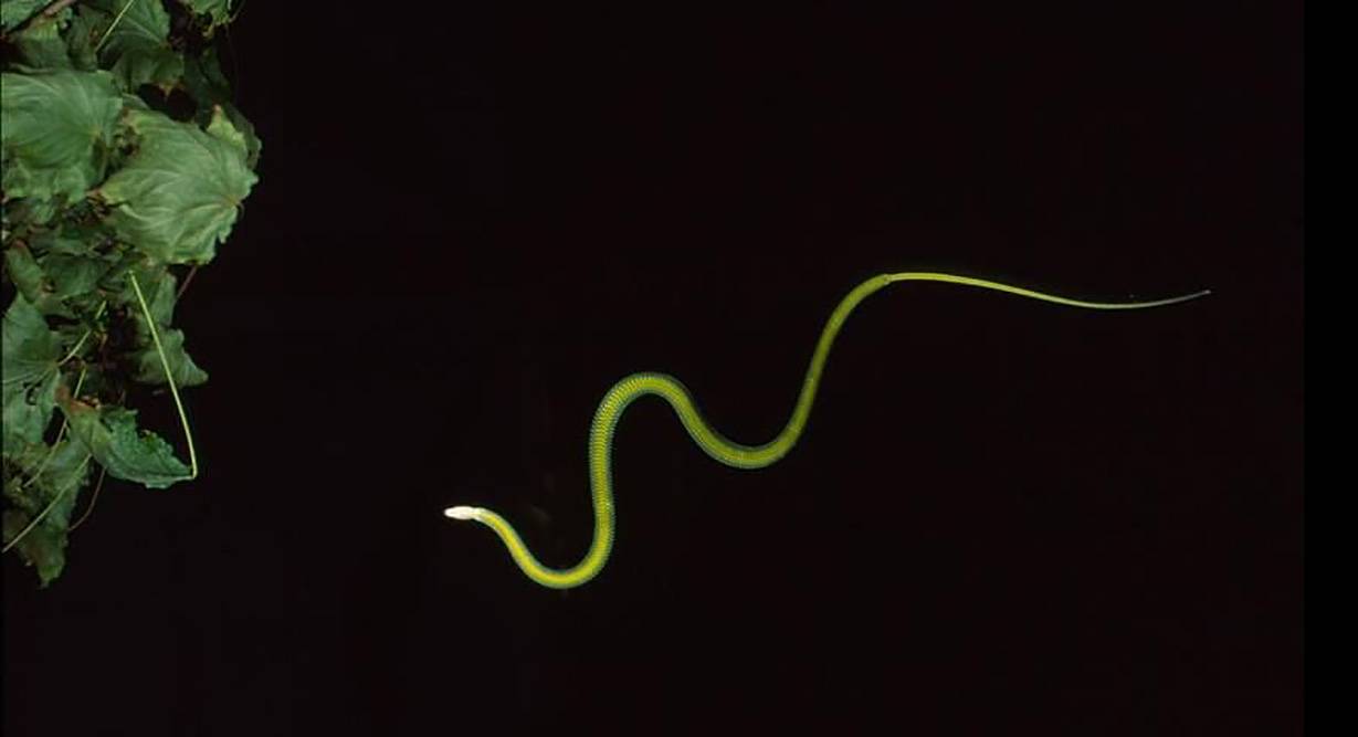 Serpiente voladora en pleno vuelo / Foto: Uzay Ortiz de Murua - SINC