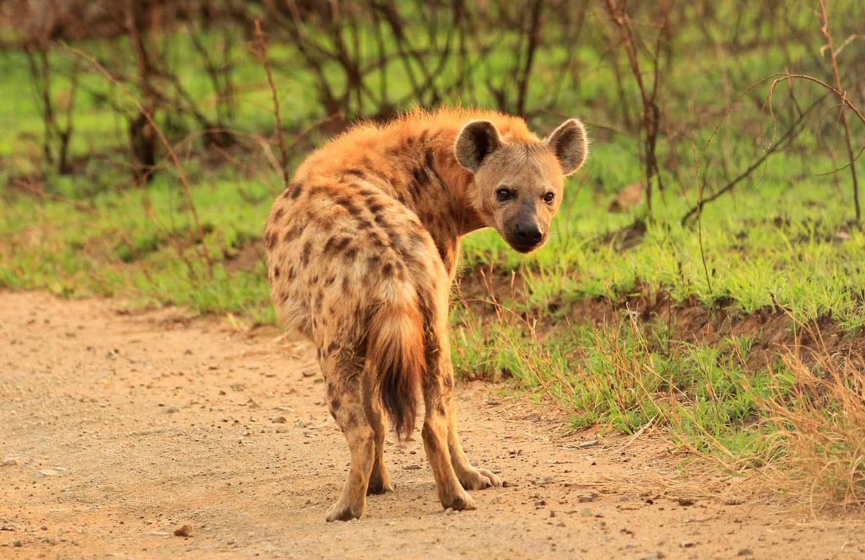 Ejemplar de hiena manchada / Foto: EP