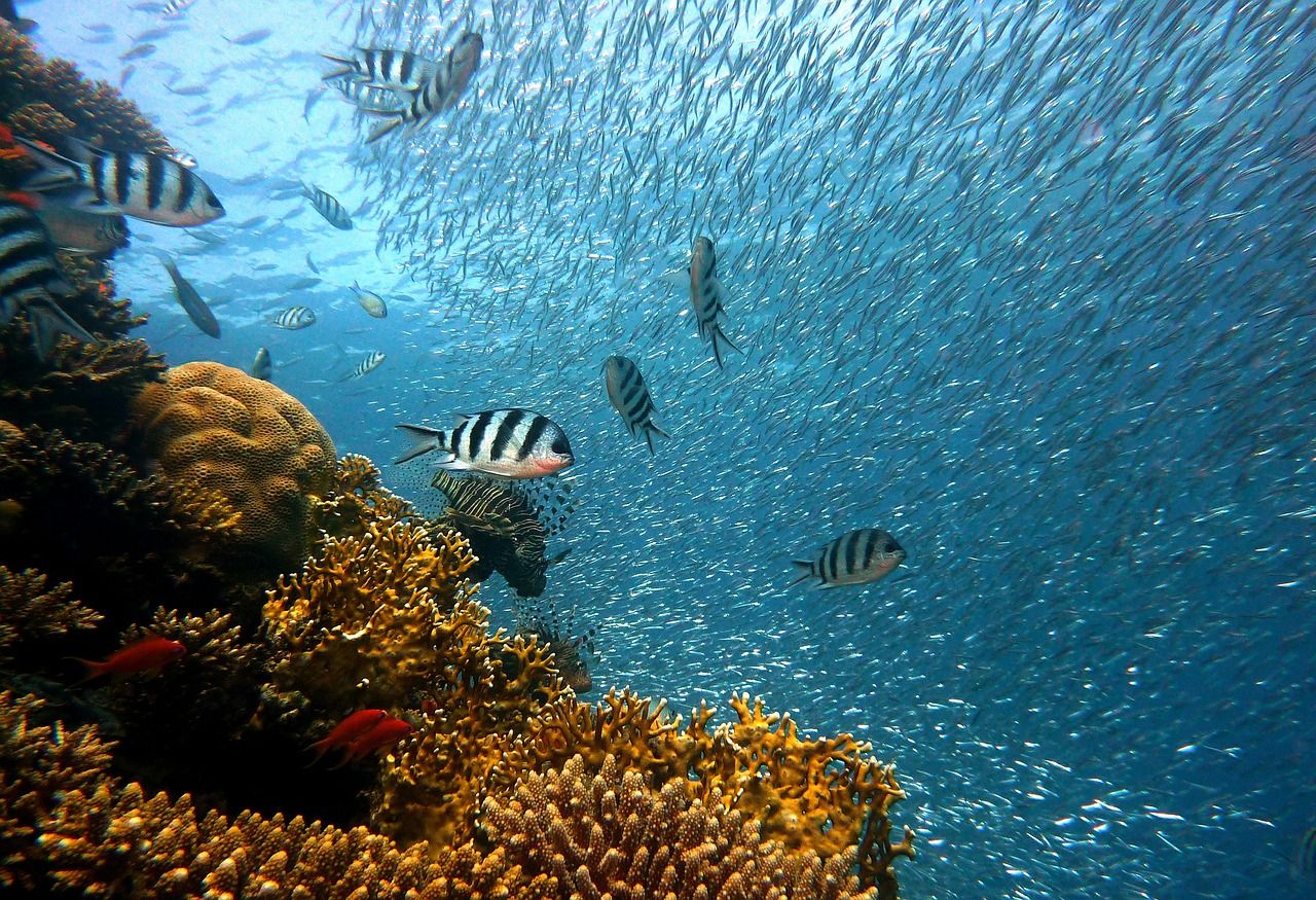 Peces de diferentes especies en un arrecife de coral / Foto: Pixabay