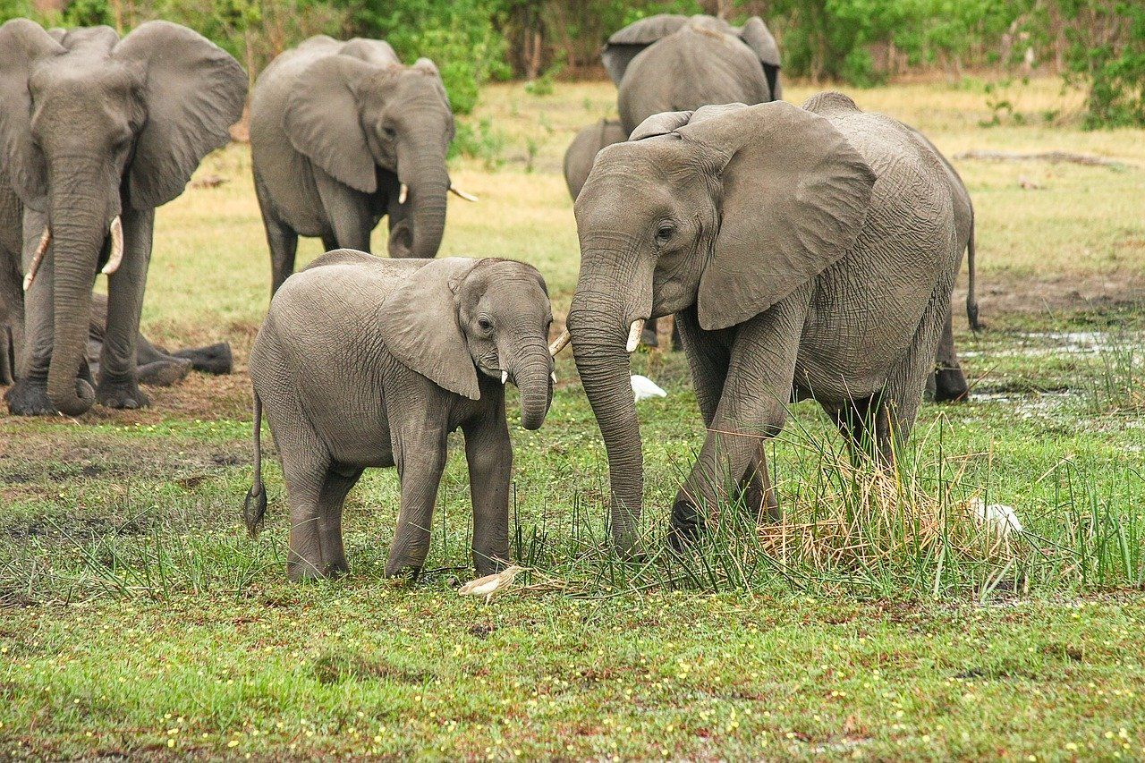 Ejemplares de elefantes de Botsuana / Foto: Pixabay