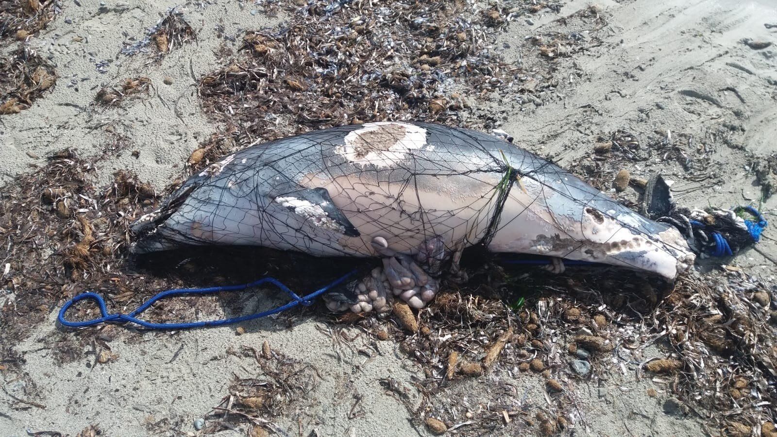Restos de delfín muerto entre las redes de pesca de en una playa de Ibiza / Foto: EP