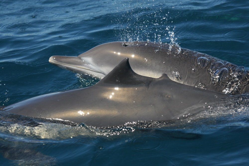 Ejemplares de delfín, una familia de cetáceos / Foto: EP