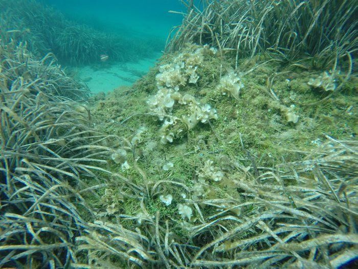 El Parque Natural del Cap de Creus registra la presencia del alga invasora, 'Caulerpa cylindracea' / Foto: EP