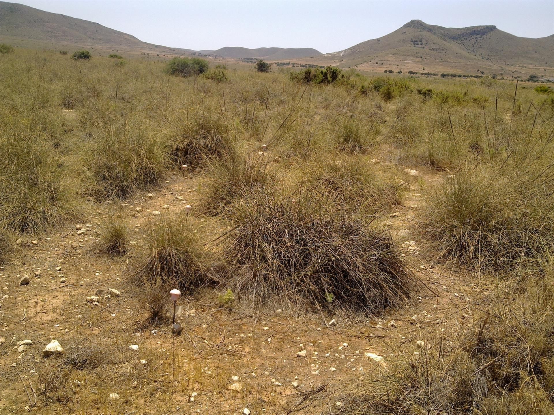 Zona árida donde  se encuentran bacterias que previenen la desertificación / Foto: EP
