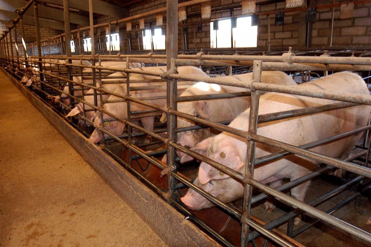 Cerdos enjaulados en una granja de ganadería industrial / Foto: EP