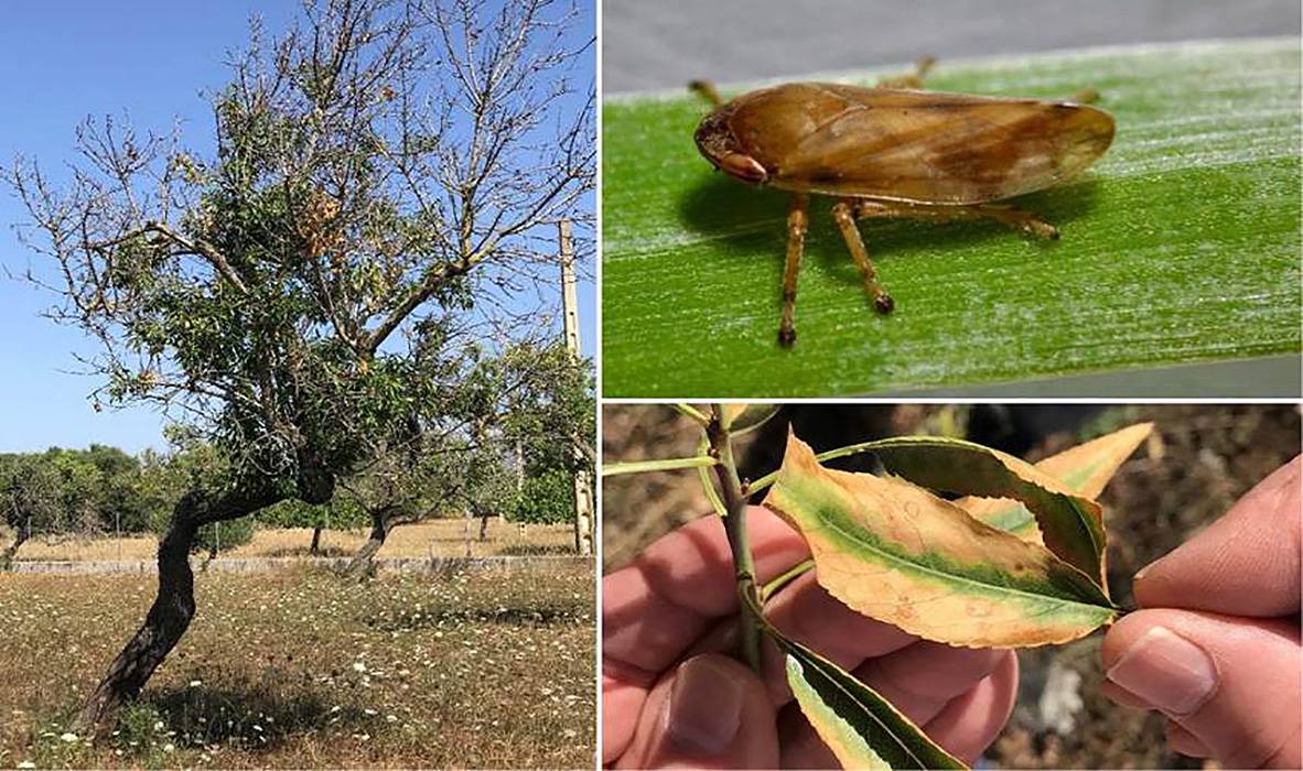 Árbol (izquierda) y hojas (abajo a la derecha) de almendro infectado por 'Xylella fastidiosa'. Arriba a la derecha, cigarrilla 'Neophilaenus campestris', uno de los vectores de transmisión de la bacteria / Fotos: EP