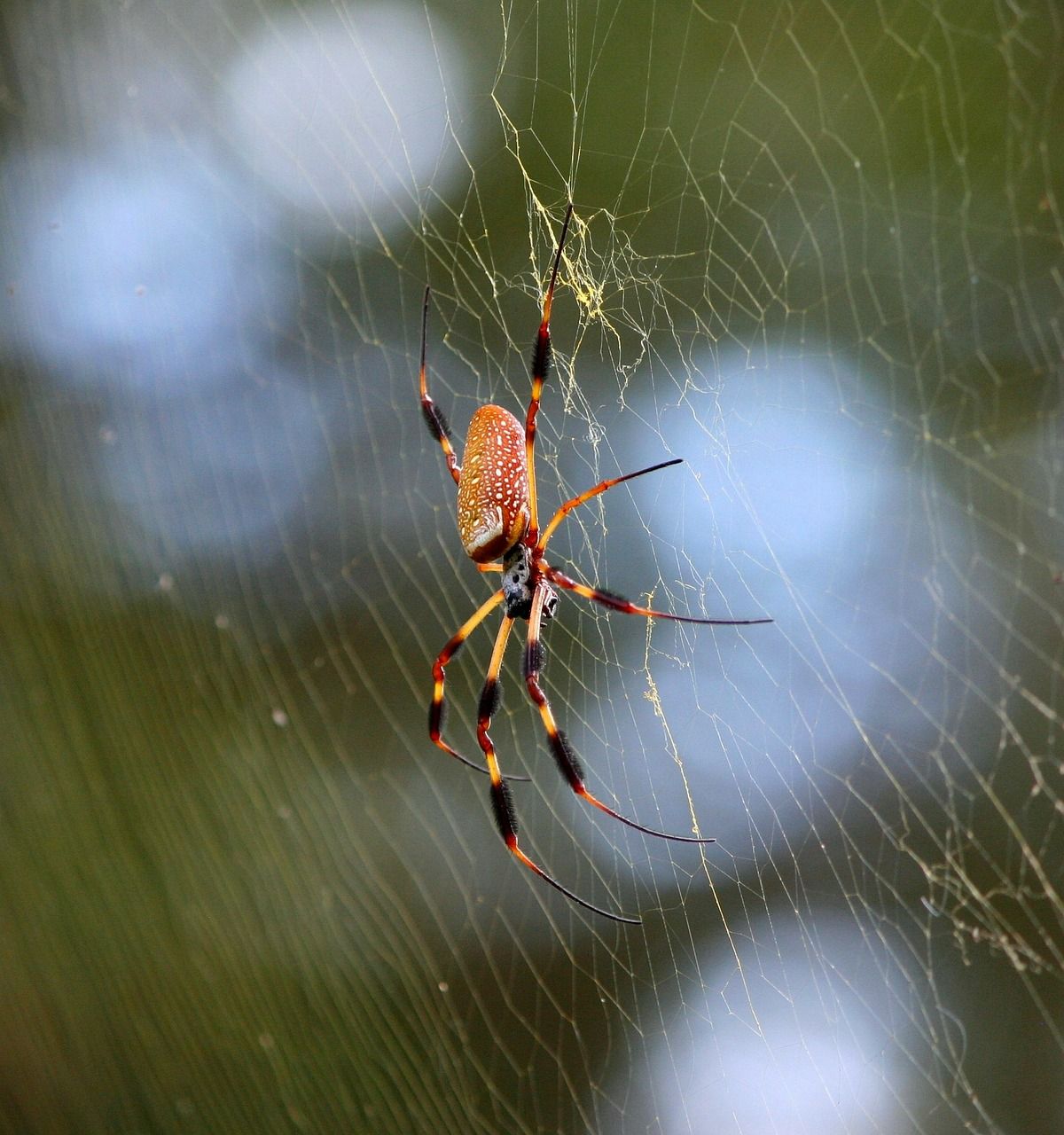Ejemplar de araña de seda dorada ('Nephila clavipes') / Foto: Pixabay