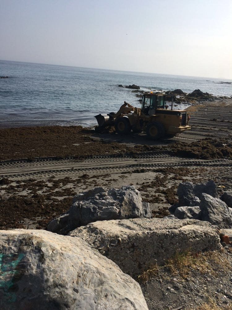 Recogida de alga asiática invasora en playas de Ceuta / Foto: EP