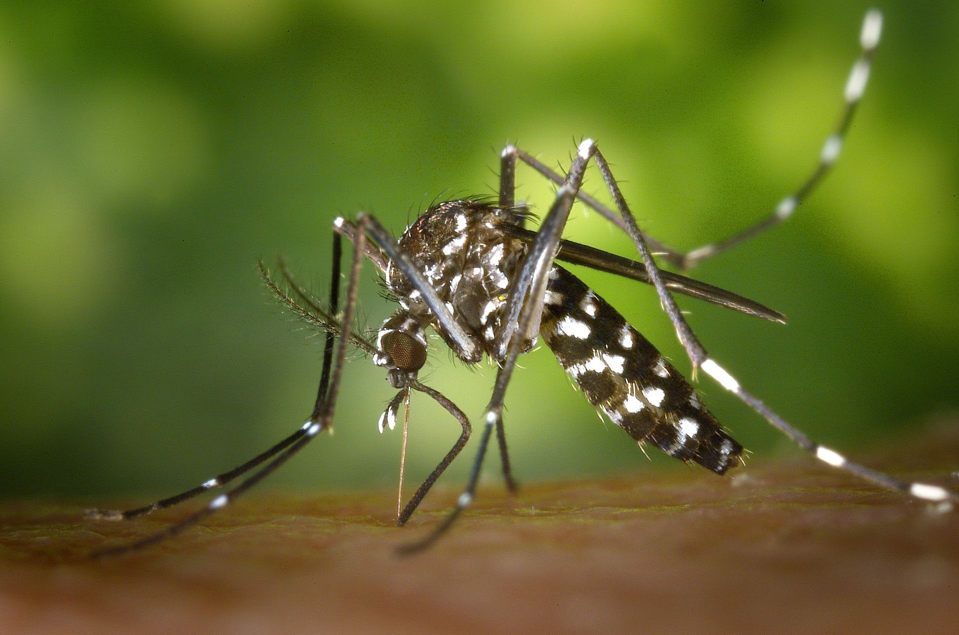 Ejemplar de mosquito tigre sobre una superficie / Foto: Pixabay