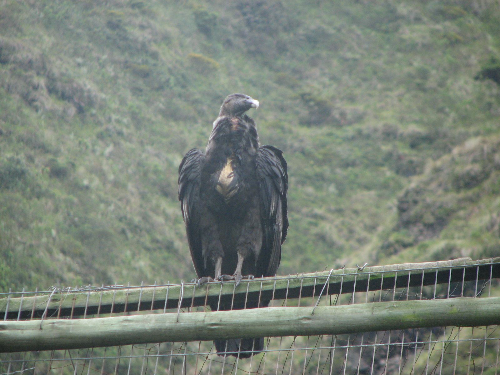 Ejemplar de Cóndor hembra de Ecuador / Foto: Dicyt