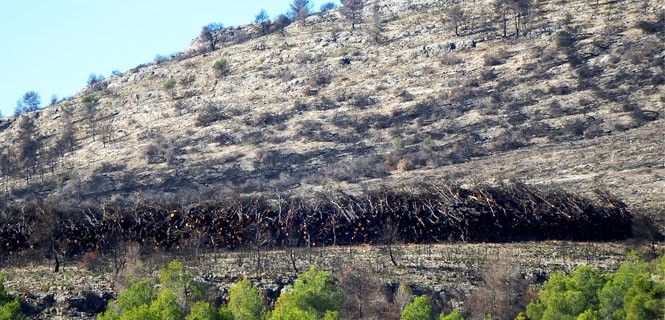 El paraje Monte Chico-Arciseco, uno de los bosques afectados por la tala indiscriminada para alimentar calderas  / Foto: Acció Ecologista-Agr