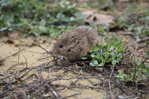 Ejemplar de topillo ('Microtus arvalis') / Foto: Dicyt