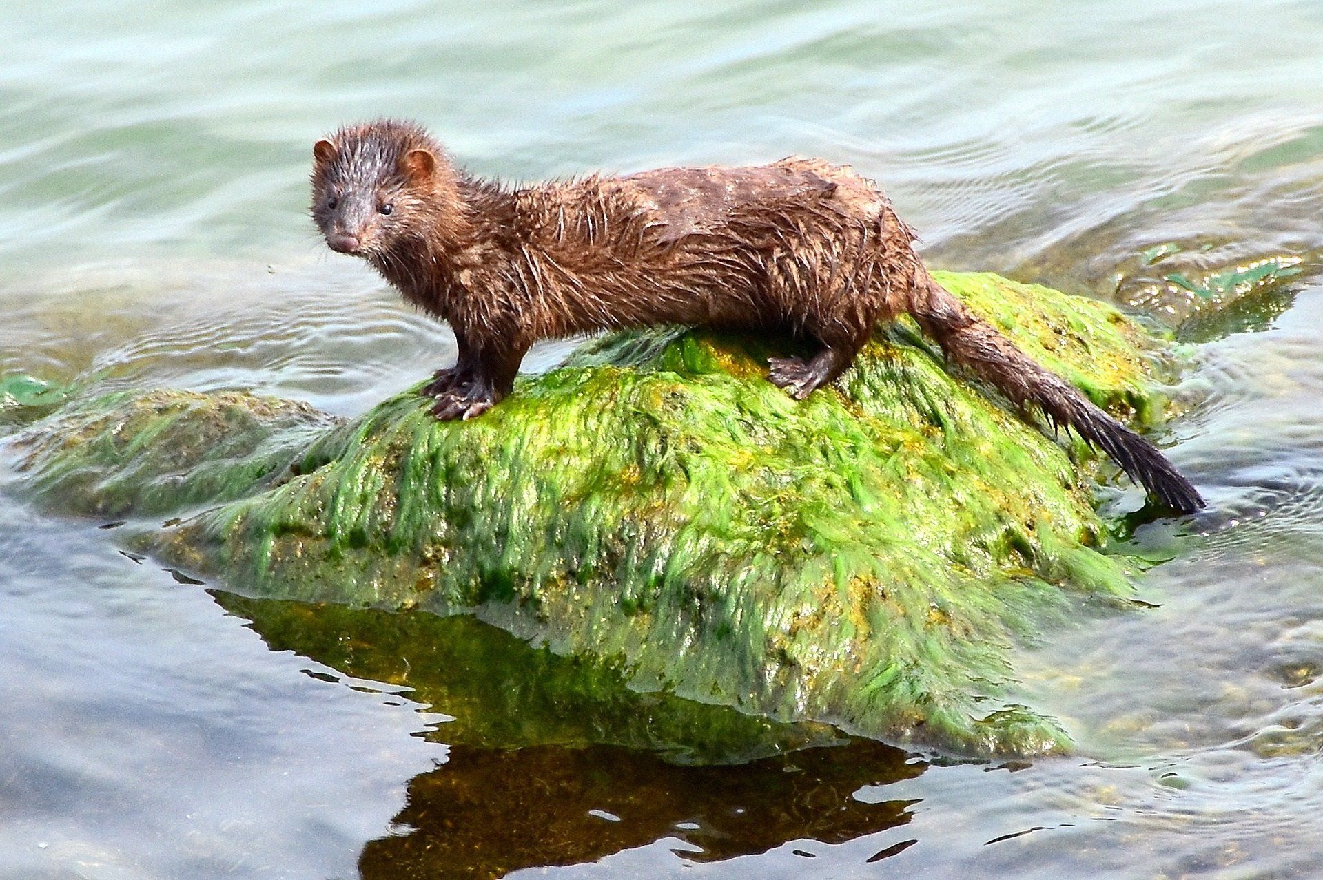 El visón americano está incluido en el Catálogo Español de Especies Exóticas Invasoras / Foto: EP