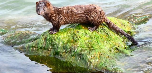 El visón americano está incluido en el Catálogo Español de Especies Exóticas Invasoras / Foto: EP