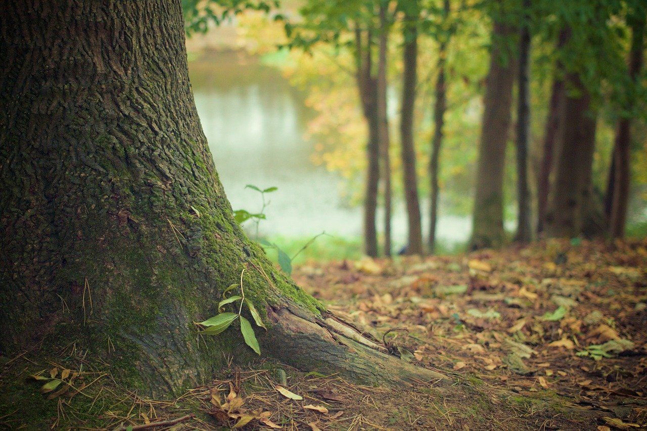 Las soluciones positivas para la naturaleza lo son también para la economía. Tronco de árbol repleto de musgo / Foto: Picography - Pixabay