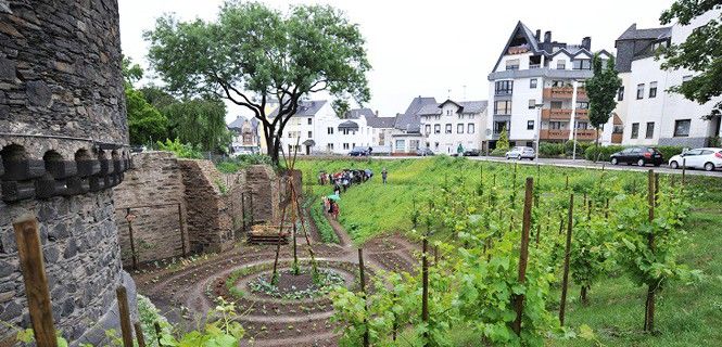 Plantaciones hortofrutícolas en el foso del castillo de Andernach, la llamada ciudad comestible / Foto: Instituto Goethe