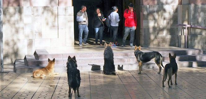 Perros callejeros en una céntrica plaza de Calama (Chile) / Foto: JMP