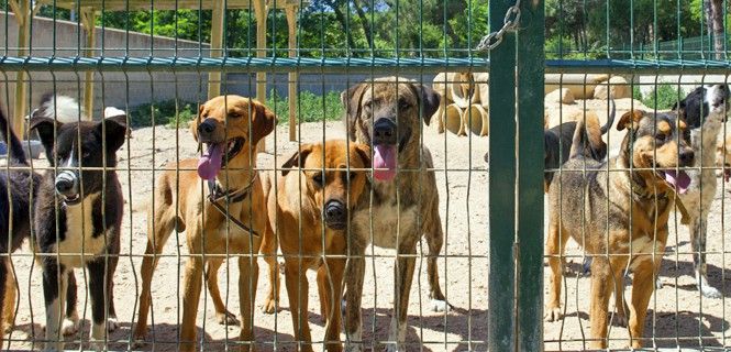 Perros detrás de una valla en un refugio español. Muchos de ellos fueron mascotas regalo en Navidad / Foto: Ivonne W.