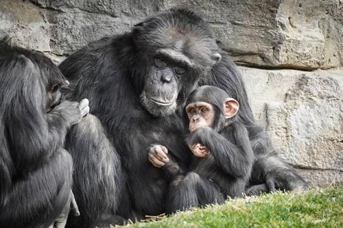 El chimpancé Coco cumple dos años en Bioparc / Foto: EP
