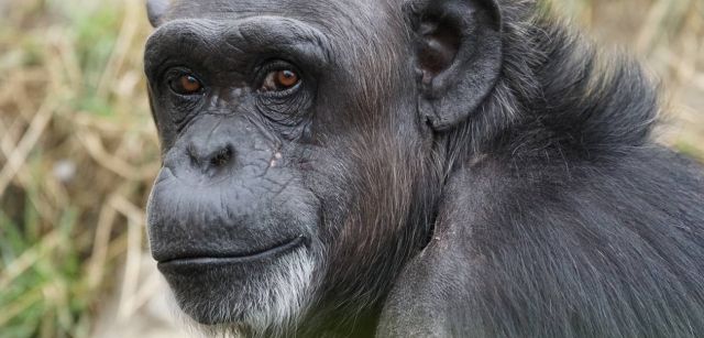 Canas den la barba de un chimpancé