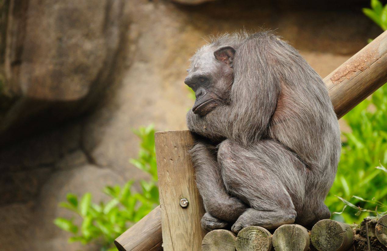 La chimpancé Vieja antes de que pereciera en mayo en el zoo de Barcelona / Foto: SINC