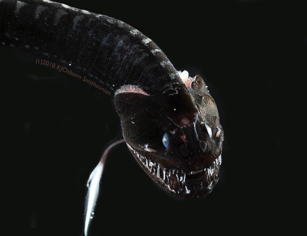 Idiacantus, pez abisal ultra negro desaparece absorbiendo luz / Karen Osborn, Smithsonian