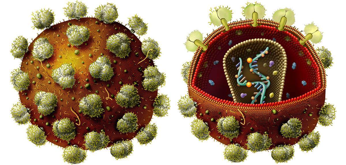 virus virus