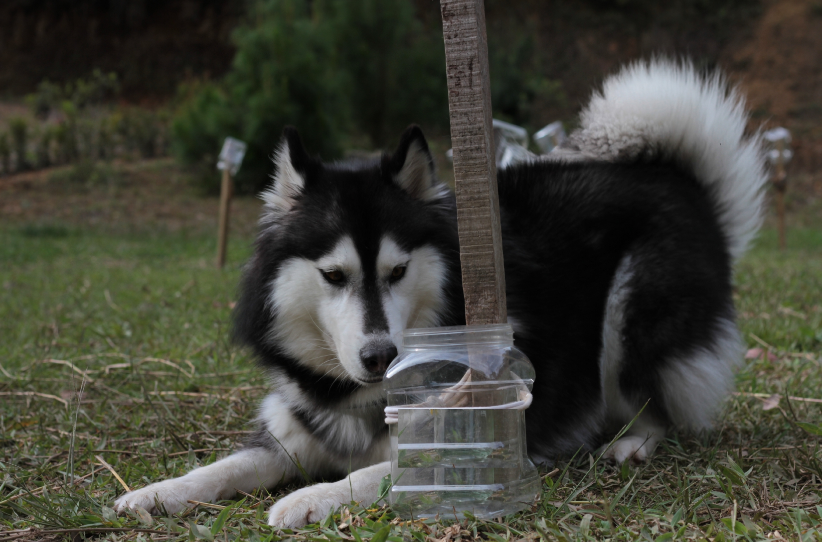 Perros entrenados para detectar el coronavirus busca en recipientes aromas que se desprenden del virus / Foto: Omar Vesga - Dicyt