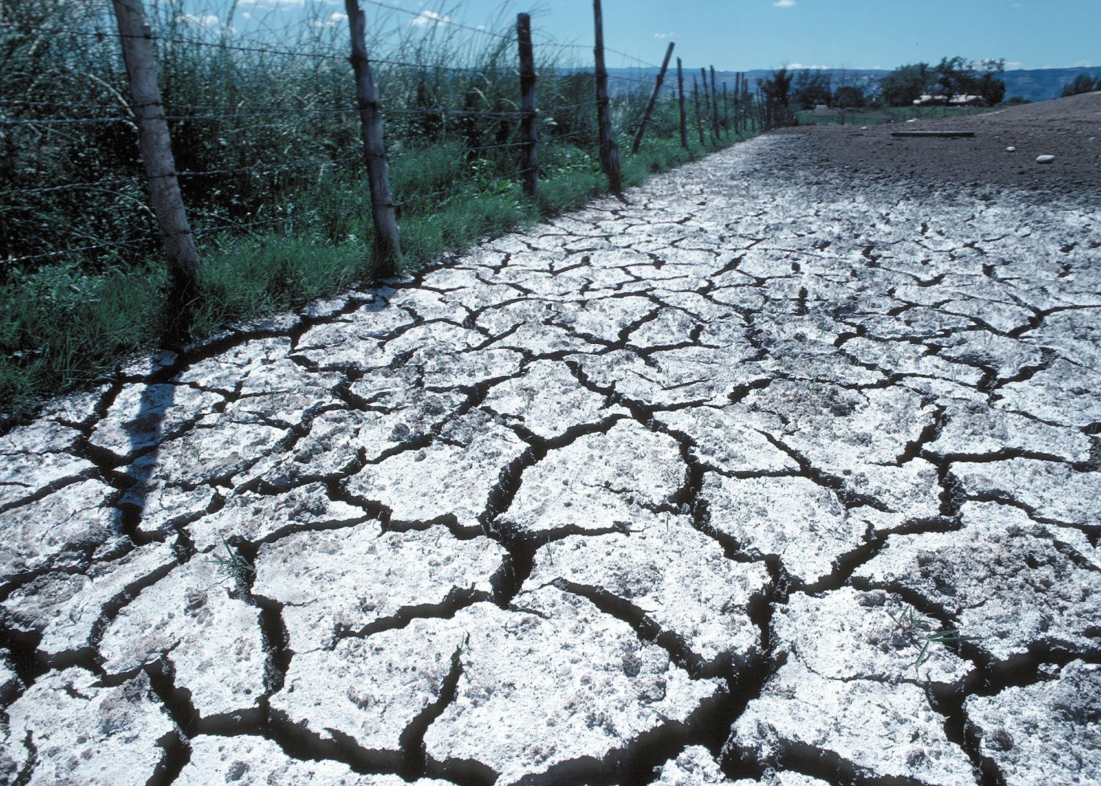 Suelo afectado por la salinización / Foto: IRTA - Dicyt