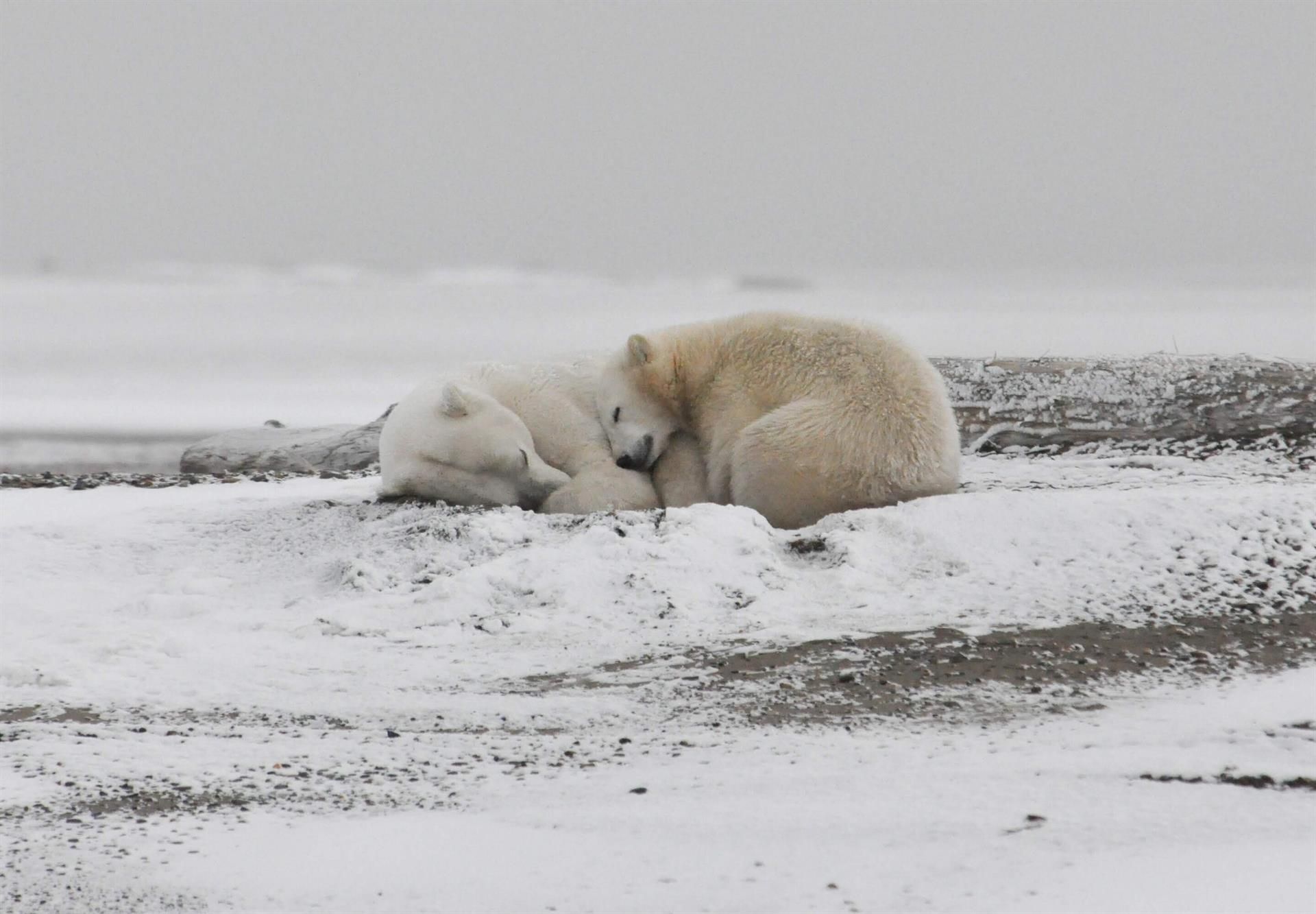 Ejemplares de osos polares descansando en el hielo / Foto:  Michael Miller - EP