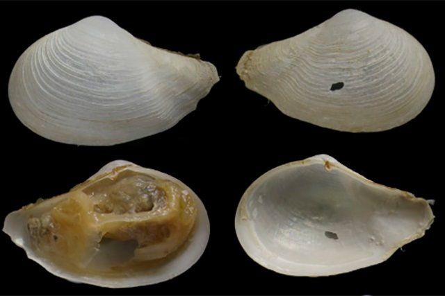 Algunos ejemplares de especies analizados en el golfo de Cádiz / Foto:  EP