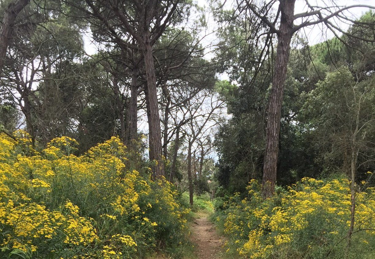 Biodiversidad de un bosque mediterráneo / Foto: CSIC