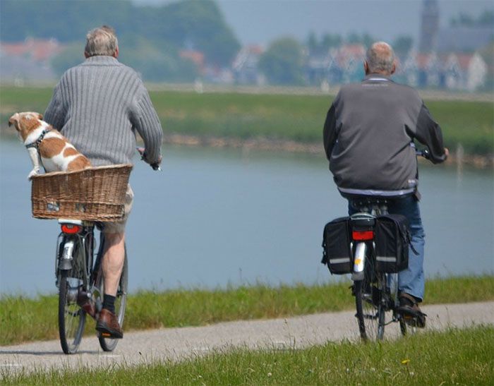 Dos personas de avanzada edad pasean en bicicleta / Foto: Dicyt