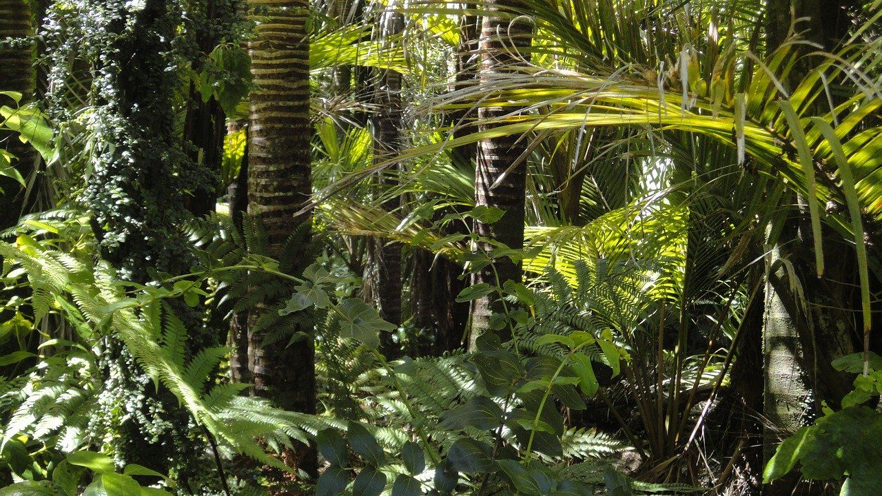 Plantas de la selva del Amazonas / Foto: Pixabay